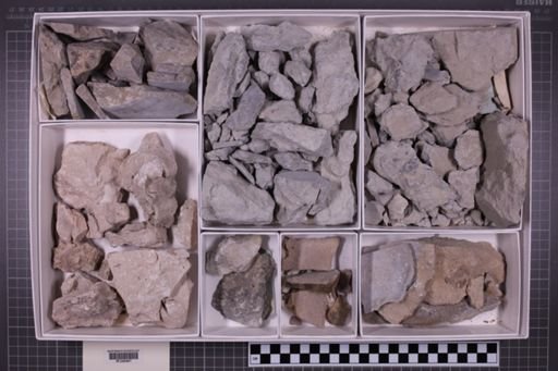 mixed taxa, stratigraphic collection