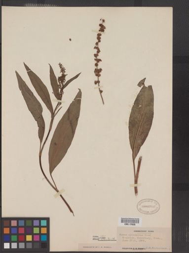 Rumex altissimus