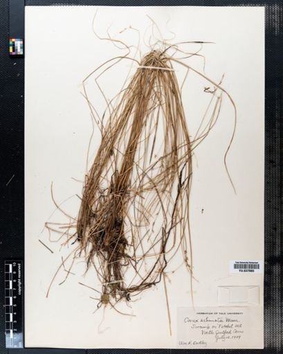 Carex echinata