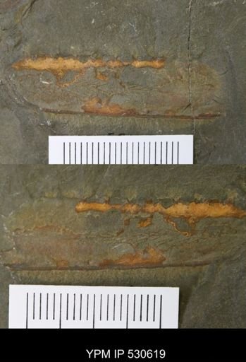 undet. Arthropoda