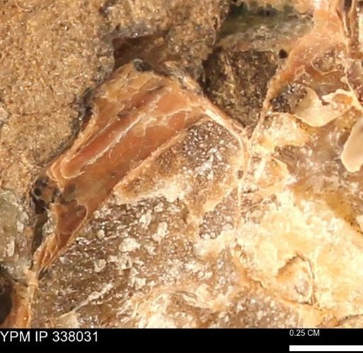 undet. Ammonoidea