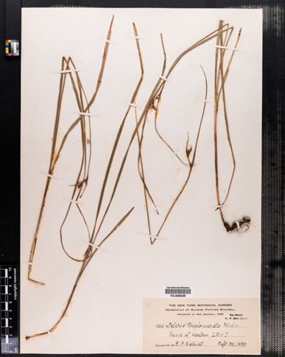 Scleria triglomerata