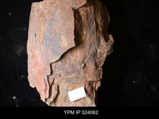 undet. Arthropoda