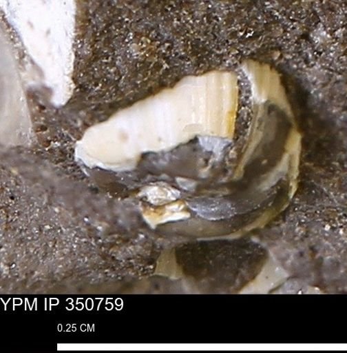 undet. Bivalvia