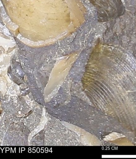 Limopsis striatopunctatus