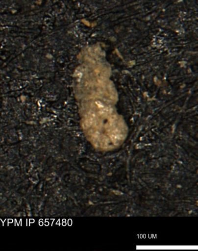 Ammobaculoides whitneyi