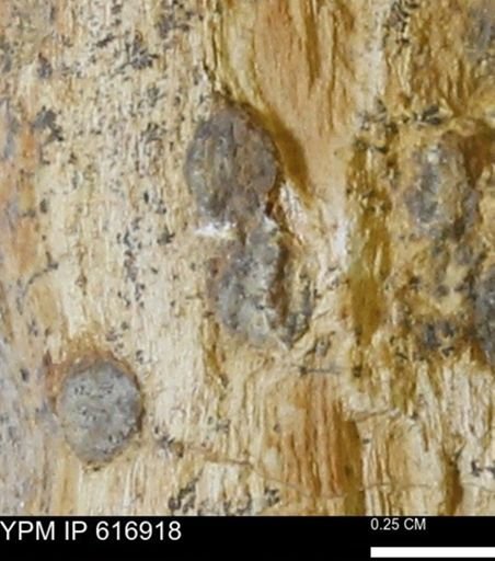 Teredo sp.