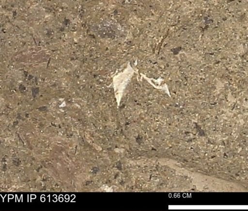 Scaphites sp.
