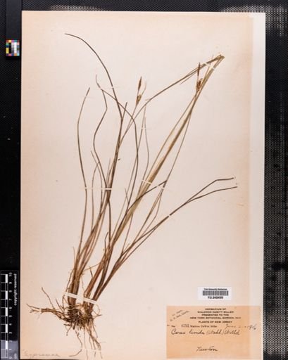Carex livida