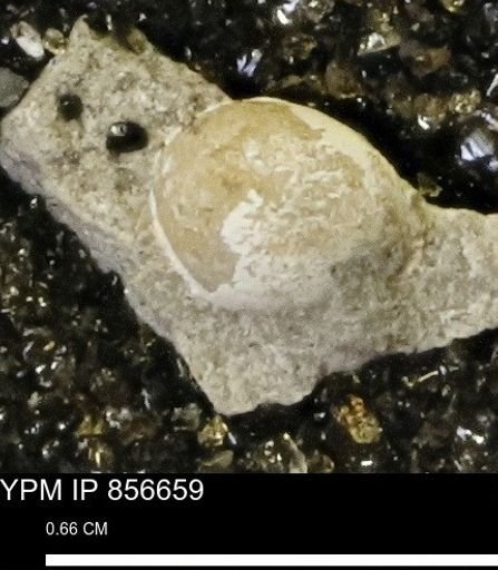 Euspira sp.