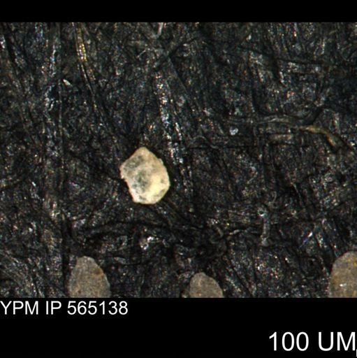 Spirolocammina sp.