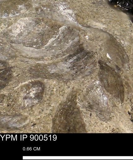 Anomia gryphorhyncha