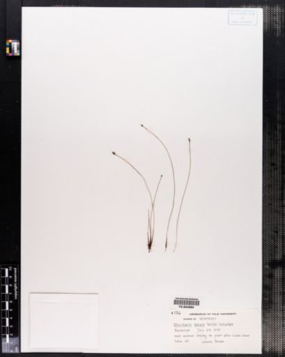 Eleocharis tenuis