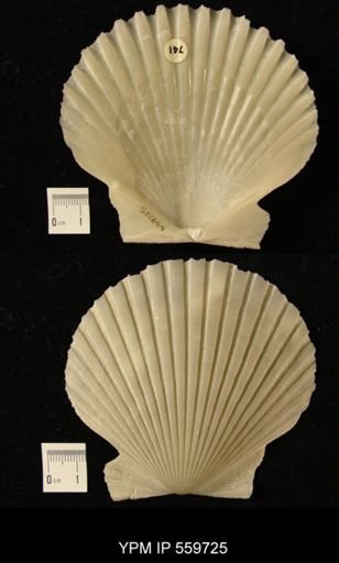 Chlamys solaroides