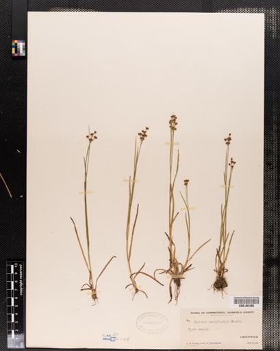 Juncus marginatus
