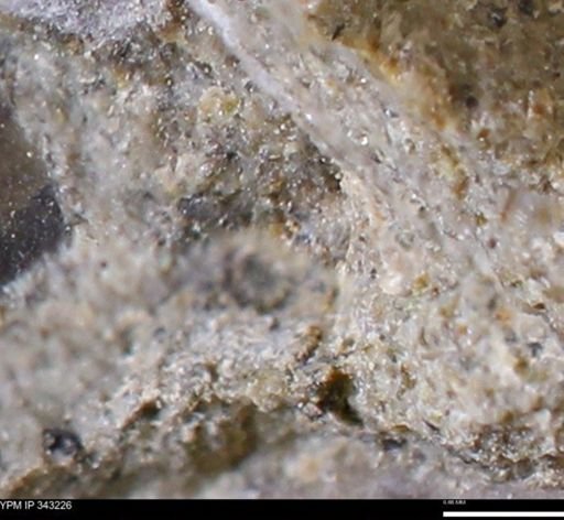 undet. Bivalvia