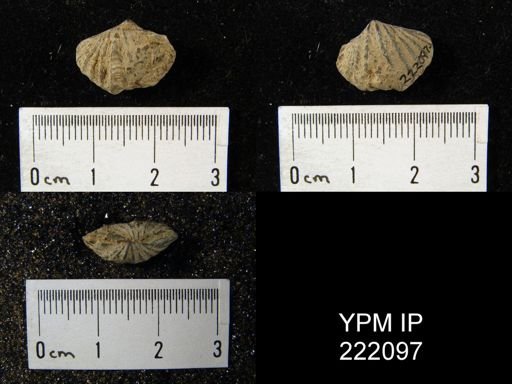 Delthyris sulcata