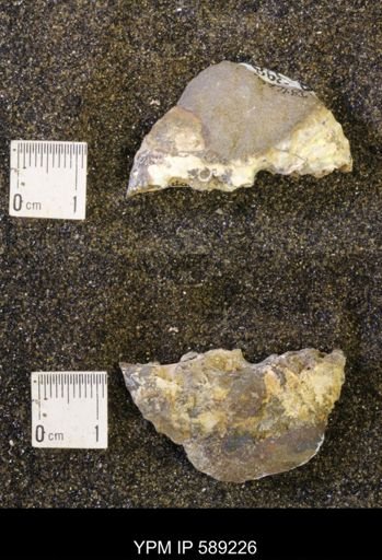 Discoscaphites conradi