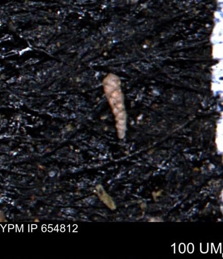 Verneuilinoides kansasensis
