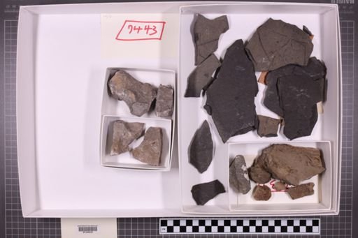 mixed taxa, stratigraphic collection