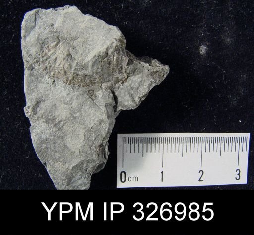Productus semireticulatus