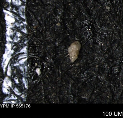 Verneuilinoides kansasensis