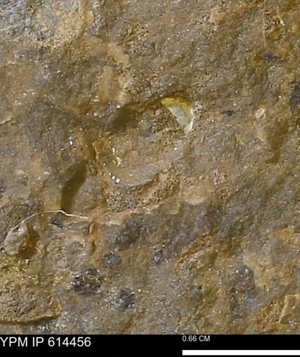 Mollusca