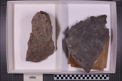 mixed taxa, stratigraphic collection