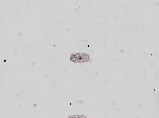 Plagiostomum whitmani