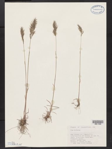 Poa bulbosa