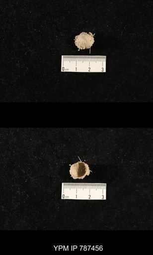 undet. Brachiopoda