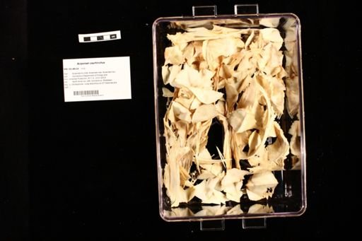 Acipenser oxyrhinchus