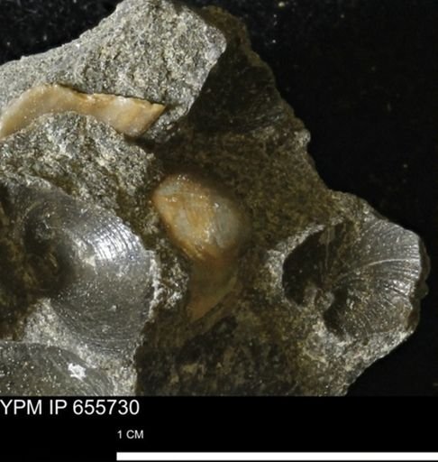 Limopsis?