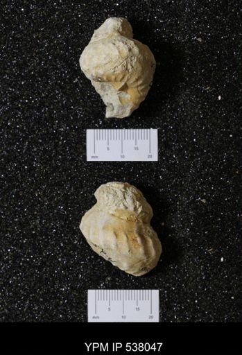 Mariella (Wintonia) bosquensis