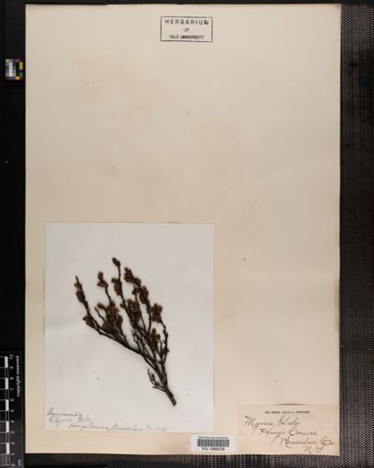 Plantae