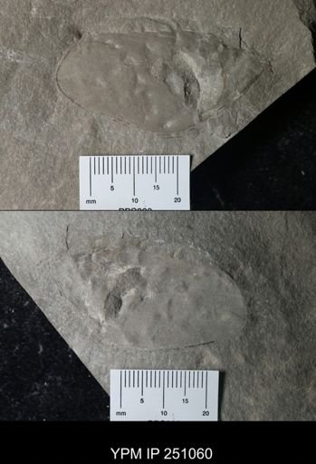 undet. Phyllocarida
