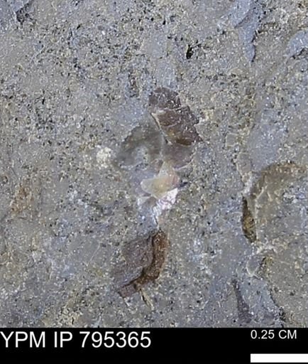 undet. Mollusca
