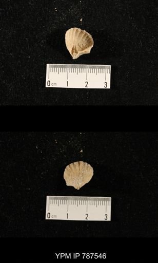 undet. Brachiopoda