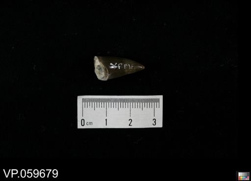 undet. Mosasauridae
