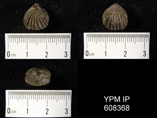 Rhynchonella sp.