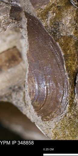 undet. Bivalvia