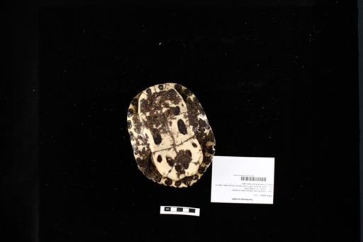 Trachemys scripta