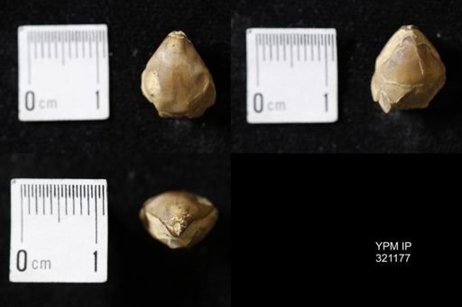 Dielasma turgida