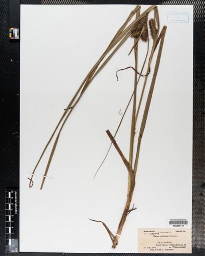 Carex retrorsa