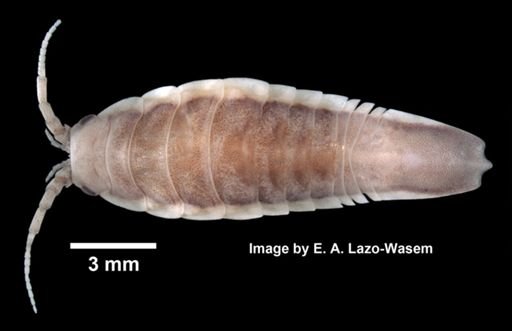 Idotea balthica