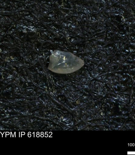 undet. Ostracoda