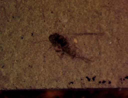 undet. Insecta