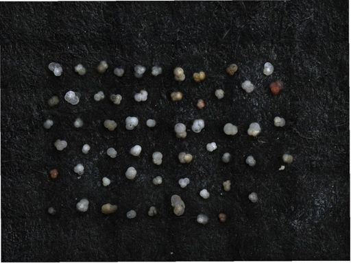 undet. Foraminiferida