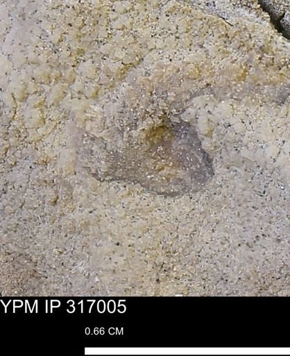 undet. Mollusca