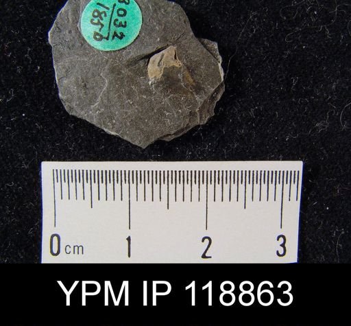 Dalmanella wisbyensis